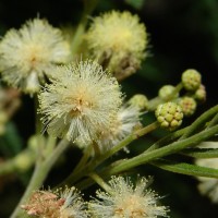 Acacia mearnsii De Wild.